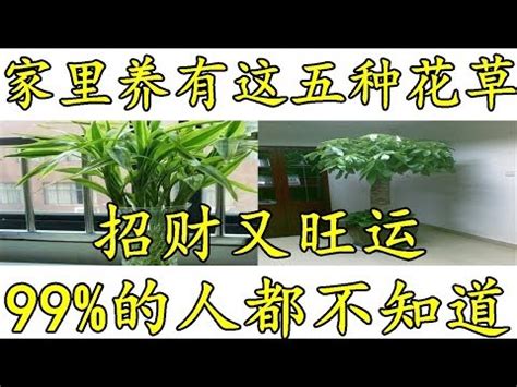 家中擺花|新手怎麼種都美！8種好養好看的室內植物推薦與佈置 